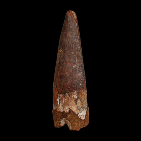 XL 3.5" Spinosaurus Fossil Tooth 100 Million Years Old Cretaceous Dinosaur COA