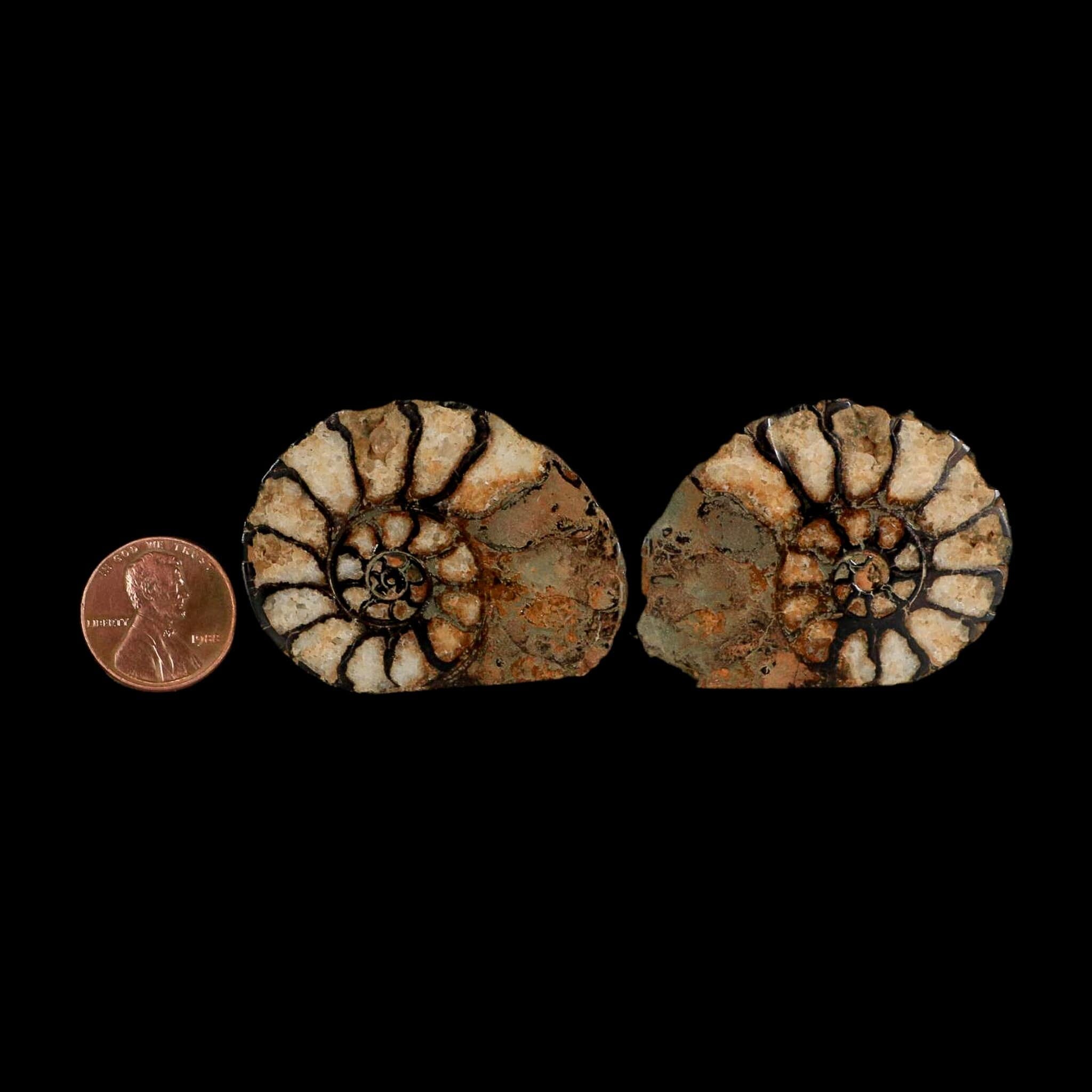 1.8" Ammonite Fossil Polished, Cut Half's Atlas Mountains Morocco Jurassic Age COA - Fossil Age Minerals