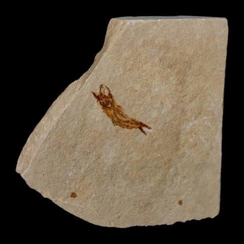 0.7" Hemisaurida Fossil Fish Plate Cretaceous Dinosaur Age Hakel Lebanon