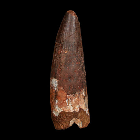 XL 3.5" Spinosaurus Fossil Tooth 100 Million Years Old Cretaceous Dinosaur COA