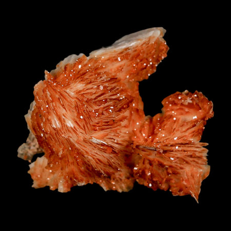 1.7" Sparkly Orange Vanadinite Crystals Orange Barite Blades Mineral Mabladen Morocco