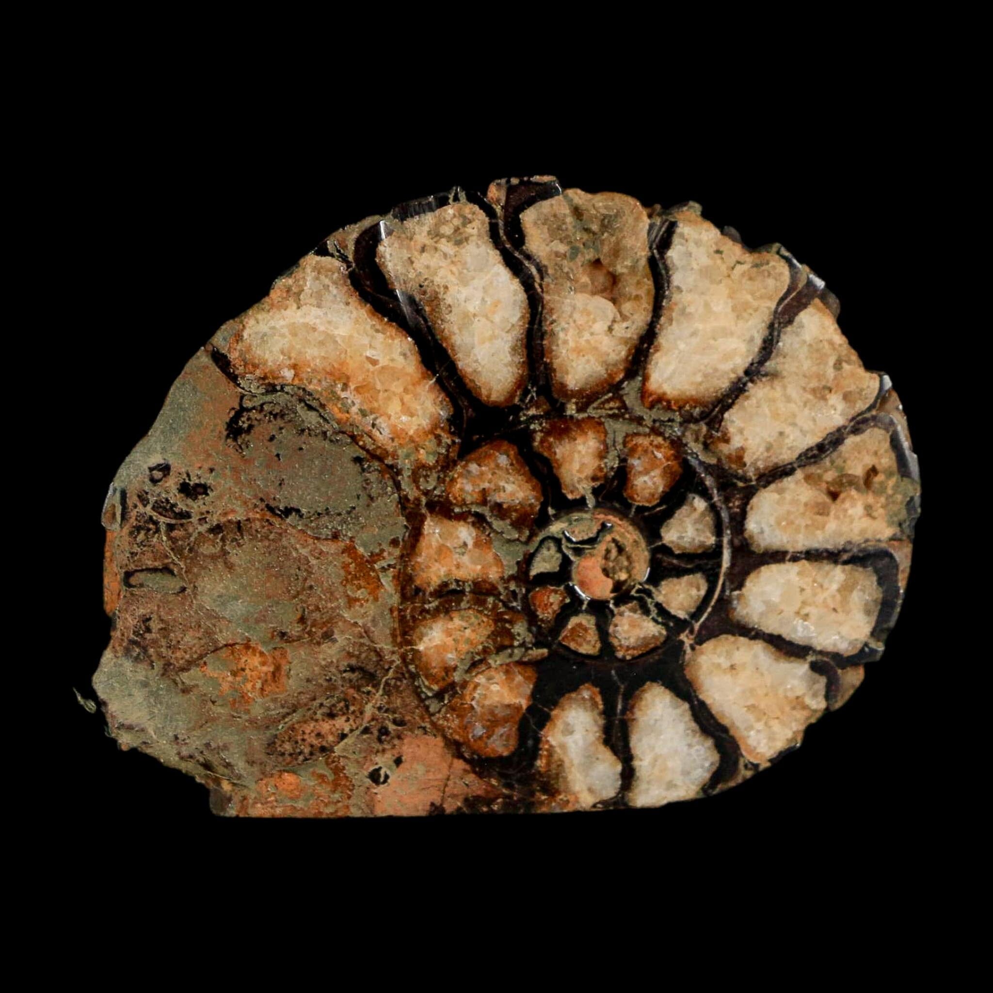 1.8" Ammonite Fossil Polished, Cut Half's Atlas Mountains Morocco Jurassic Age COA - Fossil Age Minerals