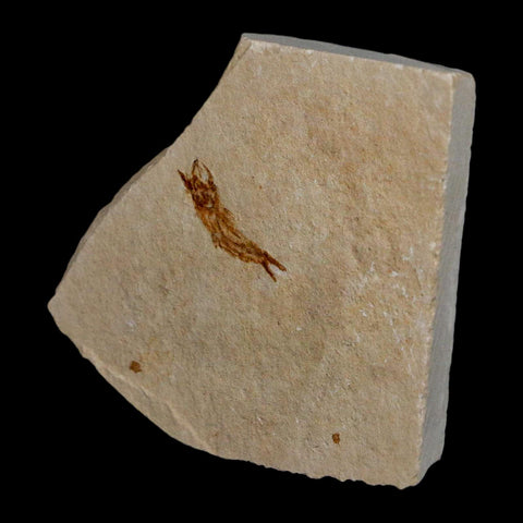 0.7" Hemisaurida Fossil Fish Plate Cretaceous Dinosaur Age Hakel Lebanon