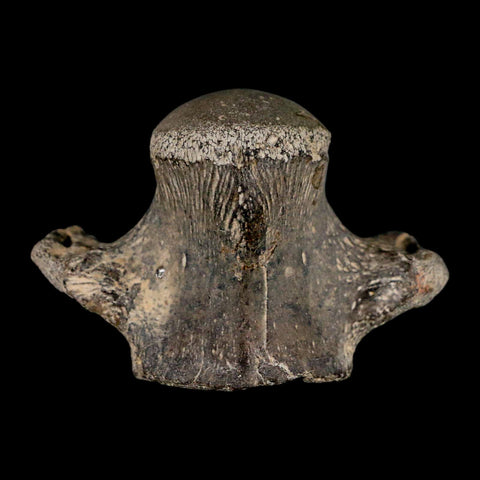 2.6" Mosasaur Fossil Vertebrae Cretaceous Dinosaur Era Texas Ozan Formation COA - Fossil Age Minerals