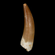 XL 2.3" Plesiosaur Zarafasaura Tooth Fossil Cretaceous Dinosaur Era COA, Stand