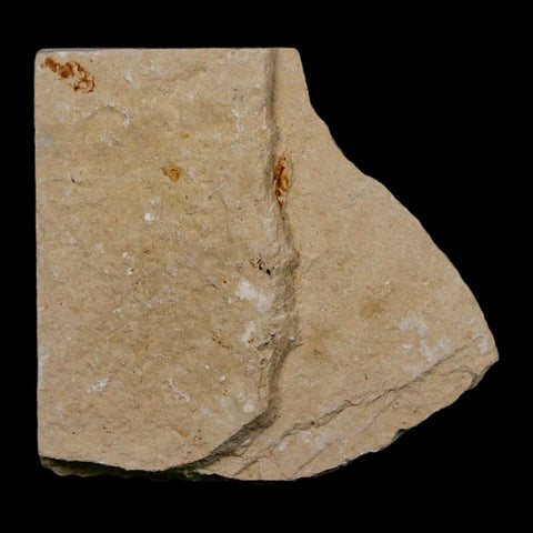 0.7" Hemisaurida Fossil Fish Plate Cretaceous Dinosaur Age Hakel Lebanon