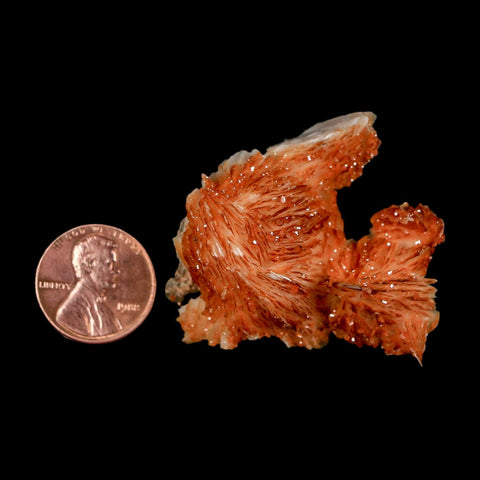 1.7" Sparkly Orange Vanadinite Crystals Orange Barite Blades Mineral Mabladen Morocco - Fossil Age Minerals