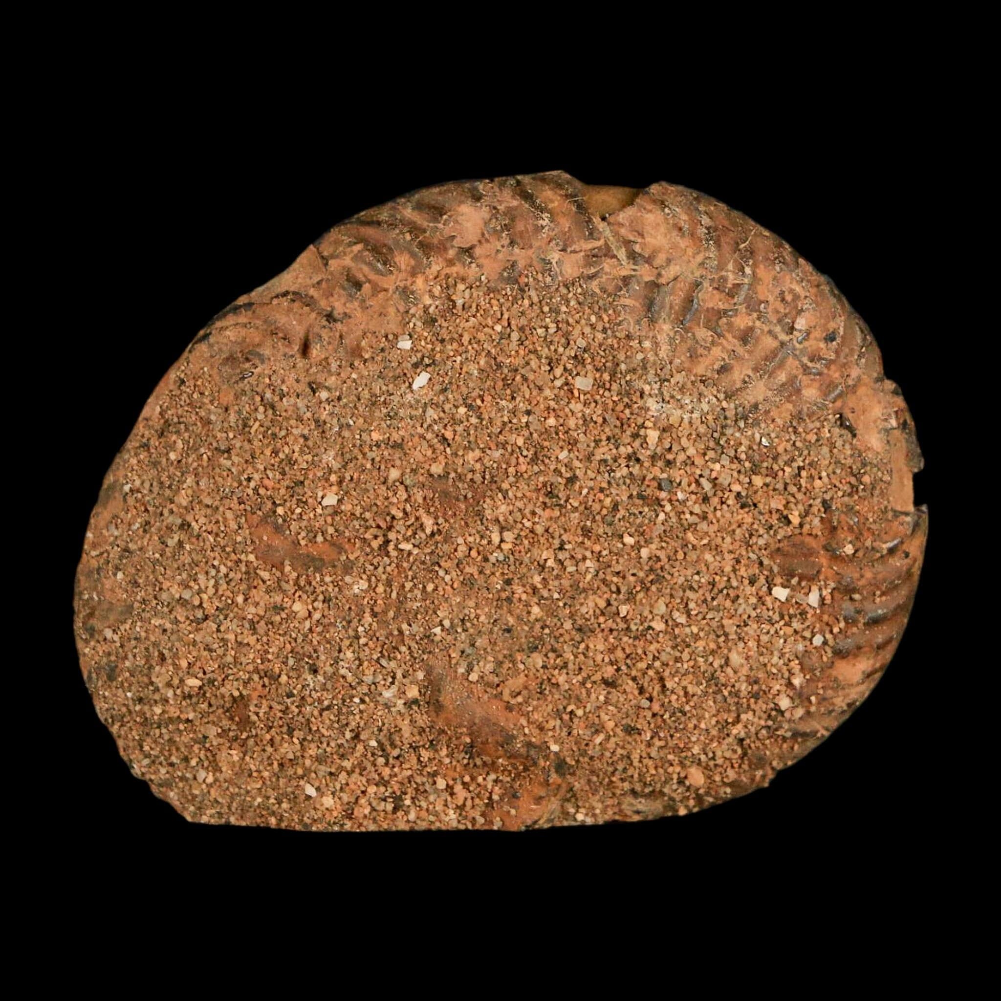 1.8" Ammonite Fossil Polished, Cut Half's Atlas Mountains Morocco Jurassic Age COA - Fossil Age Minerals