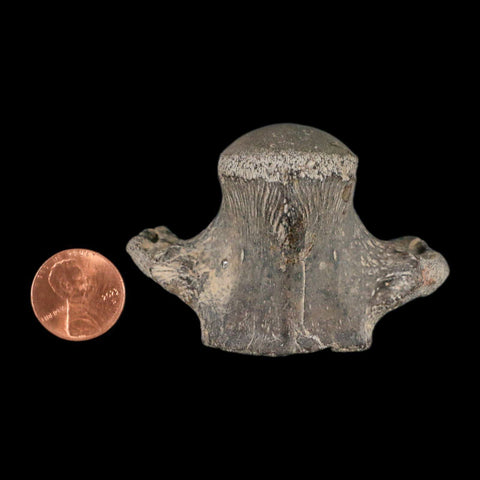 2.6" Mosasaur Fossil Vertebrae Cretaceous Dinosaur Era Texas Ozan Formation COA - Fossil Age Minerals