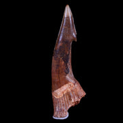 XL 3" Sawfish Fossil Tooth Barb Onchopristis Numidus Cretaceous Dinosaur Era COA