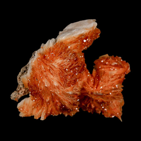 1.7" Sparkly Orange Vanadinite Crystals Orange Barite Blades Mineral Mabladen Morocco