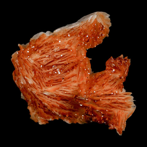 1.7" Sparkly Orange Vanadinite Crystals Orange Barite Blades Mineral Mabladen Morocco - Fossil Age Minerals