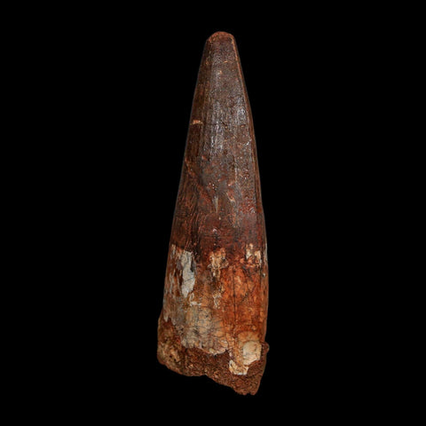 XL 3.5" Spinosaurus Fossil Tooth 100 Million Years Old Cretaceous Dinosaur COA