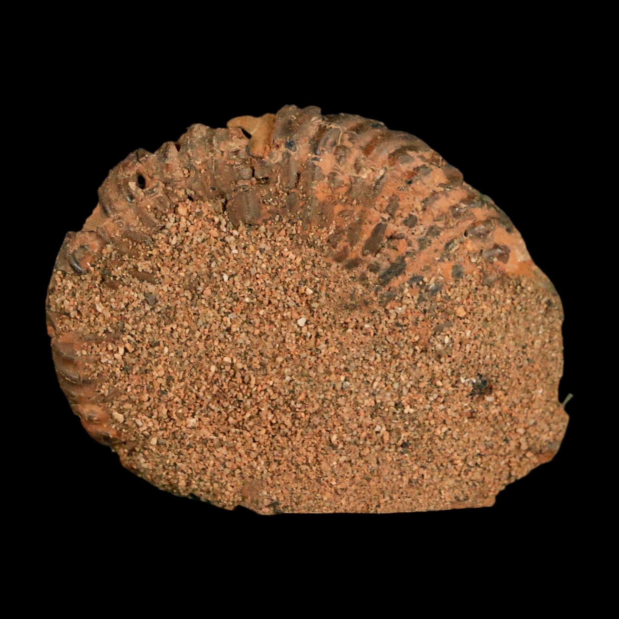 1.8" Ammonite Fossil Polished, Cut Half's Atlas Mountains Morocco Jurassic Age COA - Fossil Age Minerals