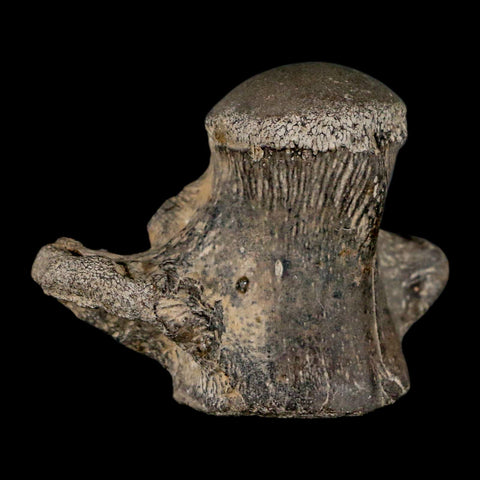 2.6" Mosasaur Fossil Vertebrae Cretaceous Dinosaur Era Texas Ozan Formation COA - Fossil Age Minerals
