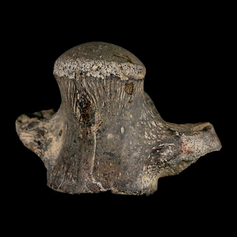 2.6" Mosasaur Fossil Vertebrae Cretaceous Dinosaur Era Texas Ozan Formation COA - Fossil Age Minerals