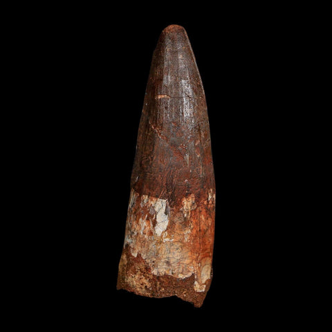 XL 3.5" Spinosaurus Fossil Tooth 100 Million Years Old Cretaceous Dinosaur COA