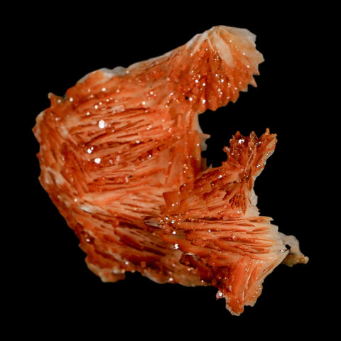 1.7" Sparkly Orange Vanadinite Crystals Orange Barite Blades Mineral Mabladen Morocco - Fossil Age Minerals
