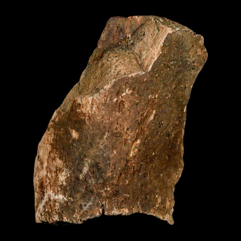 2.9" Hadrosaur Dinosaur Fossil Rib Bone Hell Creek FM MT COA Metal Stand