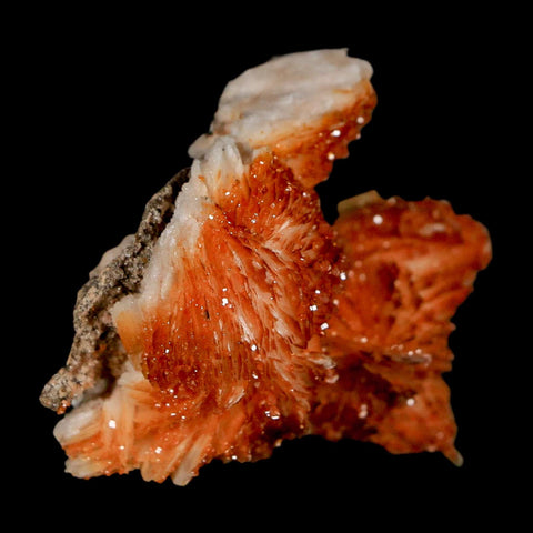 1.7" Sparkly Orange Vanadinite Crystals Orange Barite Blades Mineral Mabladen Morocco - Fossil Age Minerals