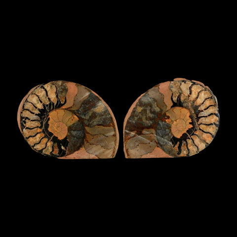 1.9" Ammonite Fossil Polished, Cut Half's Atlas Mountains Morocco Jurassic Age COA - Fossil Age Minerals