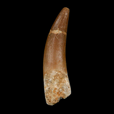XL 2.3" Plesiosaur Zarafasaura Tooth Fossil Cretaceous Dinosaur Era COA, Stand