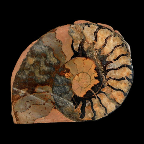 1.9" Ammonite Fossil Polished, Cut Half's Atlas Mountains Morocco Jurassic Age COA - Fossil Age Minerals