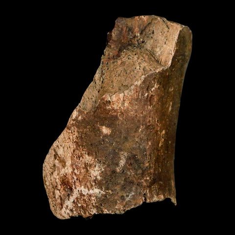 2.9" Hadrosaur Dinosaur Fossil Rib Bone Hell Creek FM MT COA Metal Stand