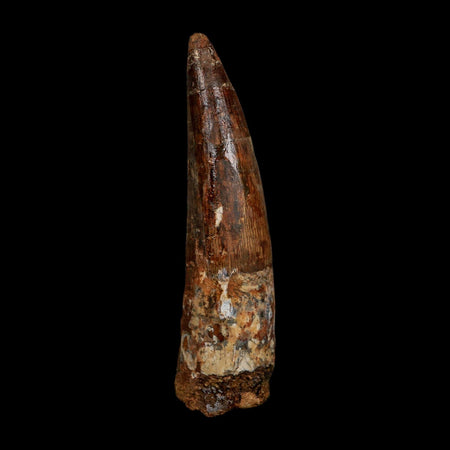 XL 4" Spinosaurus Fossil Tooth 100 Million Years Old Cretaceous Dinosaur COA