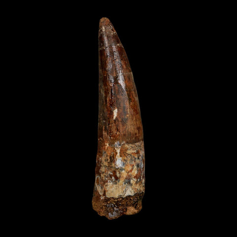 XL 4" Spinosaurus Fossil Tooth 100 Million Years Old Cretaceous Dinosaur COA