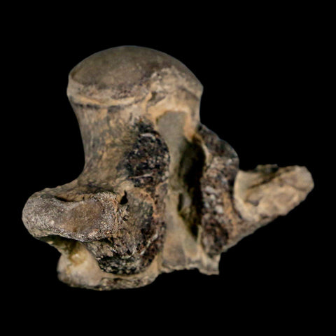 2.6" Mosasaur Fossil Vertebrae Cretaceous Dinosaur Era Texas Ozan Formation COA - Fossil Age Minerals