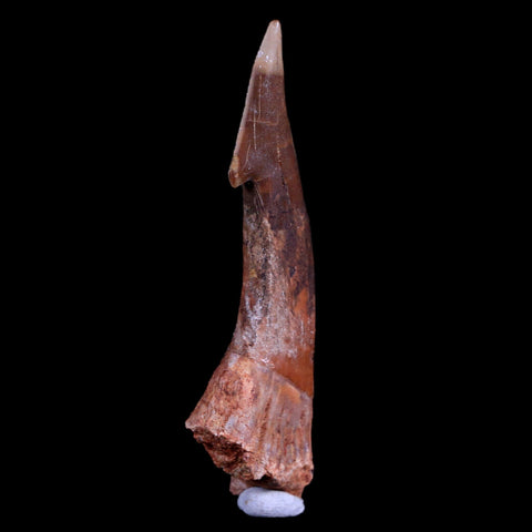 XL 3" Sawfish Fossil Tooth Barb Onchopristis Numidus Cretaceous Dinosaur Era COA - Fossil Age Minerals