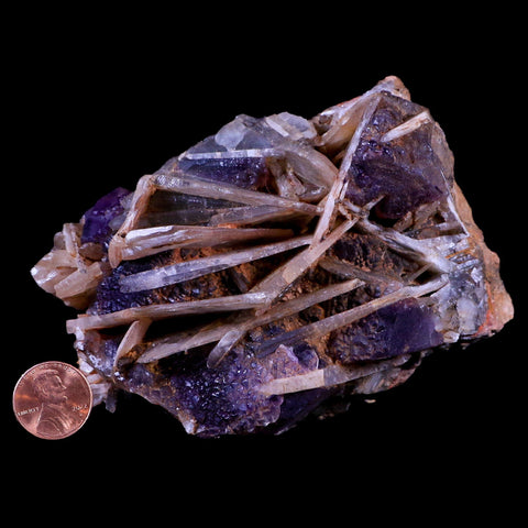 4.4" Purple Fluorite on White Barite Blades Crystal Minerals Taouirirt Morocco - Fossil Age Minerals