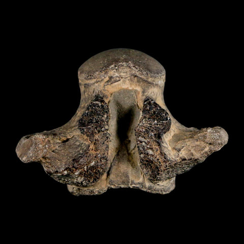 2.6" Mosasaur Fossil Vertebrae Cretaceous Dinosaur Era Texas Ozan Formation COA - Fossil Age Minerals