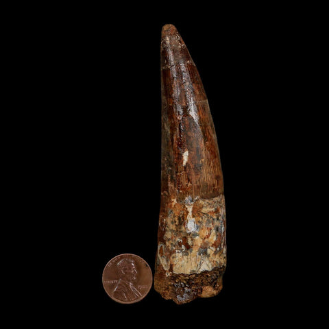 XL 4" Spinosaurus Fossil Tooth 100 Million Years Old Cretaceous Dinosaur COA
