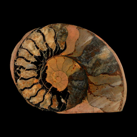 1.9" Ammonite Fossil Polished, Cut Half's Atlas Mountains Morocco Jurassic Age COA - Fossil Age Minerals
