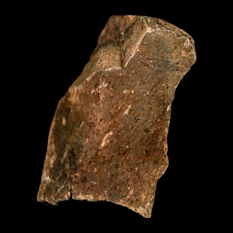 2.9" Hadrosaur Dinosaur Fossil Rib Bone Hell Creek FM MT COA Metal Stand