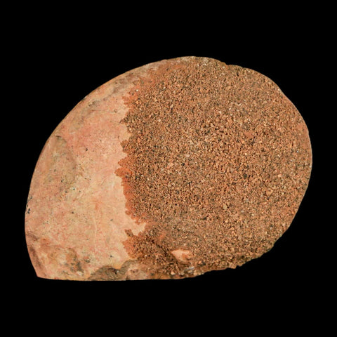 1.9" Ammonite Fossil Polished, Cut Half's Atlas Mountains Morocco Jurassic Age COA - Fossil Age Minerals
