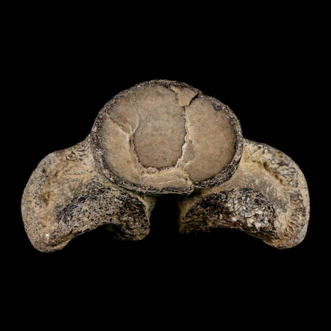 2.6" Mosasaur Fossil Vertebrae Cretaceous Dinosaur Era Texas Ozan Formation COA - Fossil Age Minerals