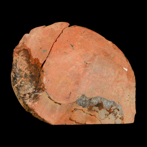 1.9" Ammonite Fossil Polished, Cut Half's Atlas Mountains Morocco Jurassic Age COA - Fossil Age Minerals