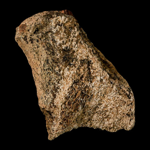 2.9" Hadrosaur Dinosaur Fossil Rib Bone Hell Creek FM MT COA Metal Stand