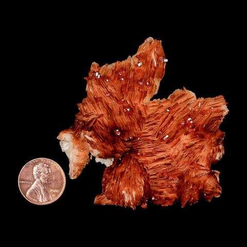 2.7" Sparkly Orange Vanadinite Crystals Orange Barite Blades Mineral Mabladen Morocco - Fossil Age Minerals