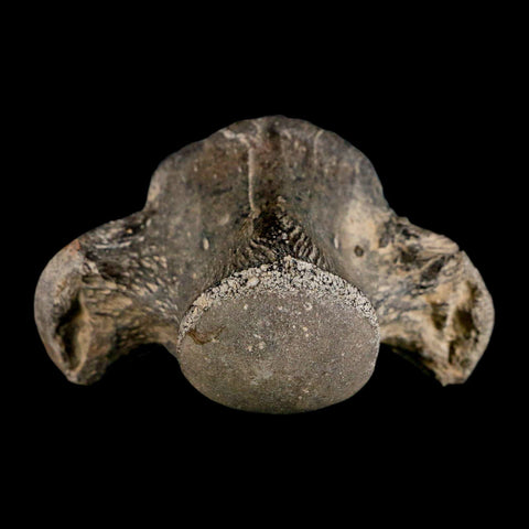 2.6" Mosasaur Fossil Vertebrae Cretaceous Dinosaur Era Texas Ozan Formation COA - Fossil Age Minerals