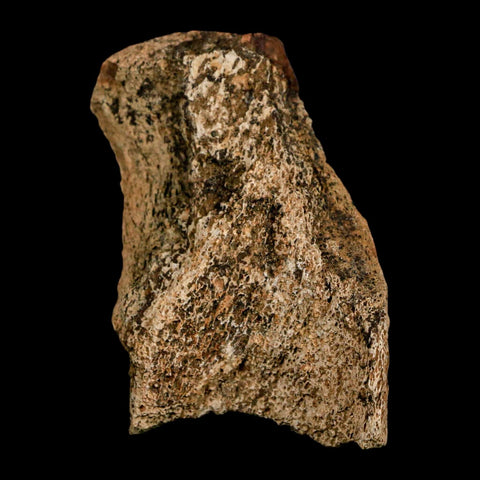 2.9" Hadrosaur Dinosaur Fossil Rib Bone Hell Creek FM MT COA Metal Stand