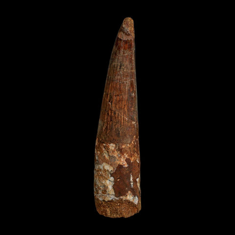 XL 4" Spinosaurus Fossil Tooth 100 Million Years Old Cretaceous Dinosaur COA