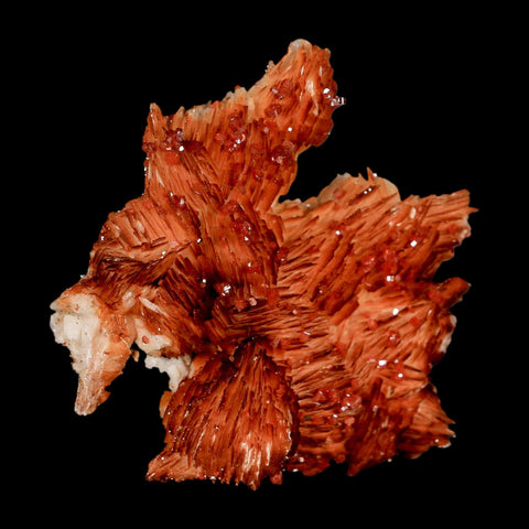 2.7" Sparkly Orange Vanadinite Crystals Orange Barite Blades Mineral Mabladen Morocco - Fossil Age Minerals
