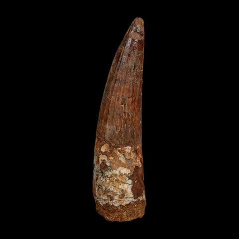 XL 4" Spinosaurus Fossil Tooth 100 Million Years Old Cretaceous Dinosaur COA