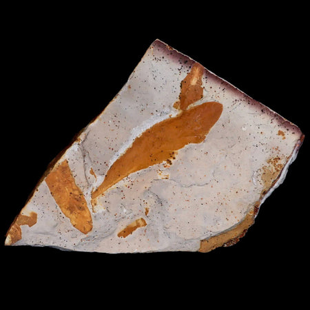 4.8" Detailed Glossopteris Browniana Fossil Plant Leafs Permian Age Australia