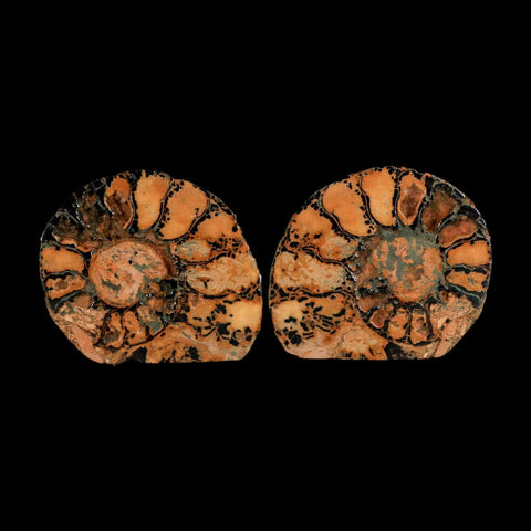 1.9" Ammonite Fossil Polished, Cut Half's Atlas Mountains Morocco Jurassic Age COA - Fossil Age Minerals