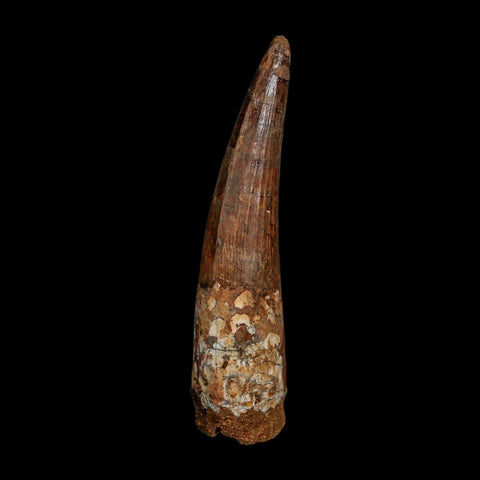 XL 4" Spinosaurus Fossil Tooth 100 Million Years Old Cretaceous Dinosaur COA